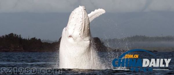 全球唯一白色座头鲸惊现澳大利亚 揭秘会唱歌的白色座头鲸（组图）