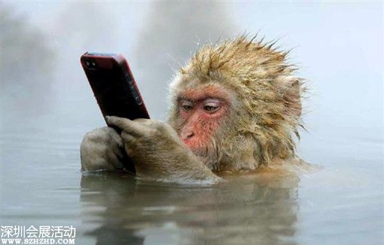 日本猴子边泡温泉边玩手机憨态萌翻网友（图）