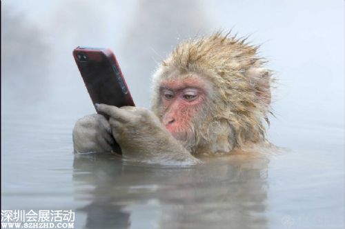 日本猴子边泡温泉边玩手机 网友：悟空又调皮了