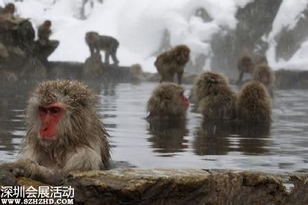 日本猴子边泡温泉边玩手机 网友：悟空又调皮了