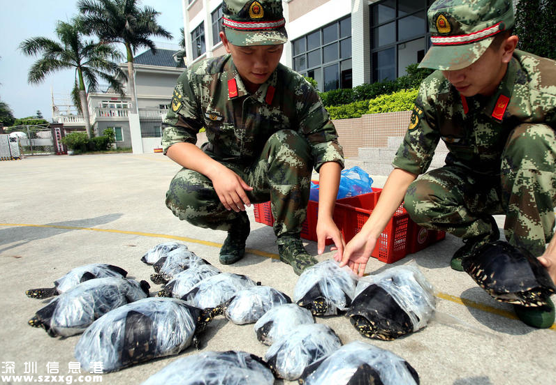 深港警方截获282只涉嫌走私乌龟 两广八大珍稀名龟