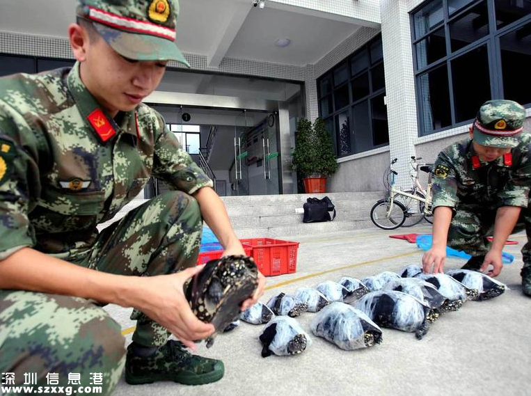 深港警方截获282只涉嫌走私乌龟 两广八大珍稀名龟