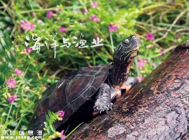 深港警方截获282只涉嫌走私乌龟 两广八大珍稀名龟