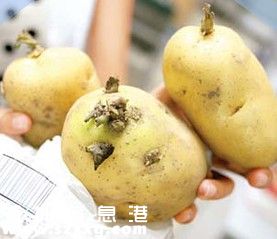 土豆长芽了还能吃吗""