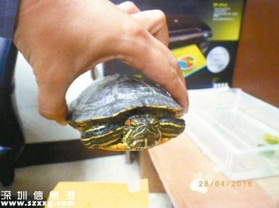 乌龟致车祸被逮捕。