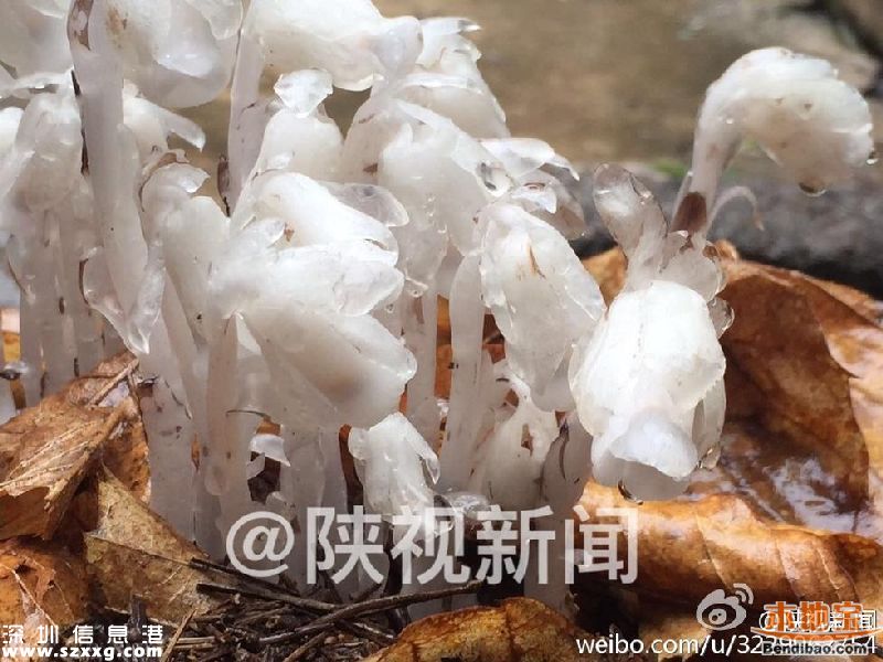 陕西发现死亡之花 水晶兰的传说+花语