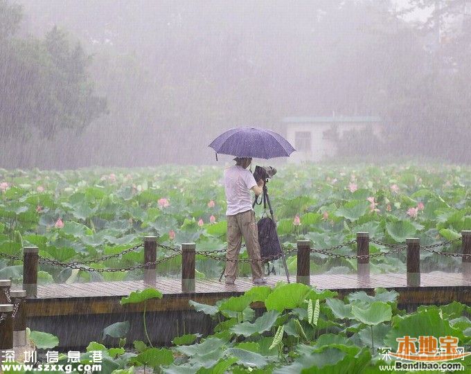 今年深圳建12个花卉主题公园 附各公园赏花时间表