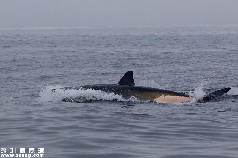 海豹鲨口逃生瞬间 险逃多次且被鲨鱼穷追5分钟过程太刺激了