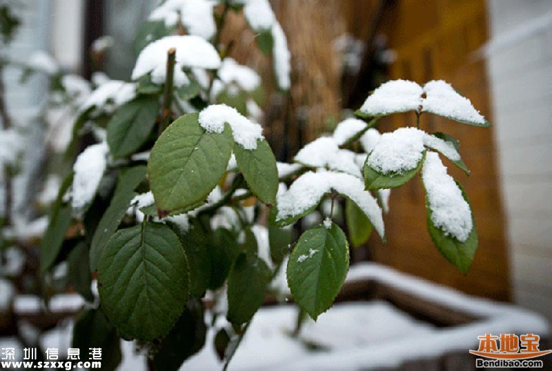 2016广东首场雪在清远 前两天还在穿短袖