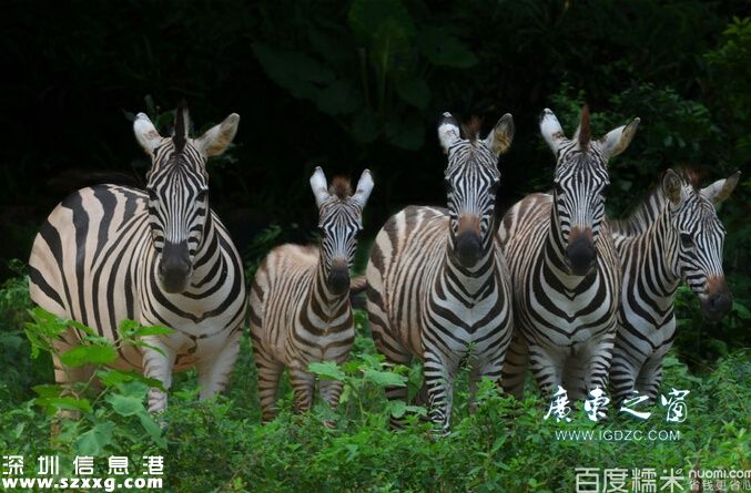 深圳留仙洞地铁站附近有什么好玩的景点?