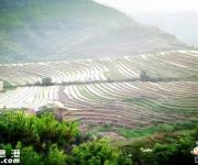 大东坪山梯田旅游区