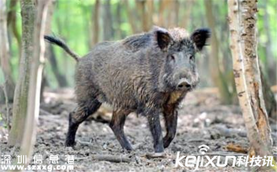 日本猎杀变异野猪 填埋变异野猪尸体恐引起疫情
