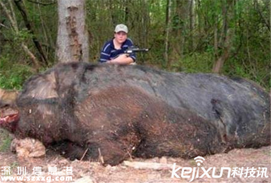 日本猎杀变异野猪 填埋变异野猪尸体恐引起疫情