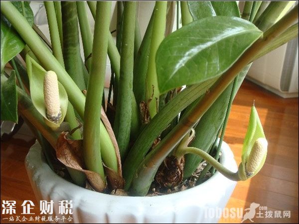 金钱树开花图片