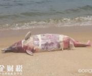香港海滩海豚尸体 中华白海豚死在海滩